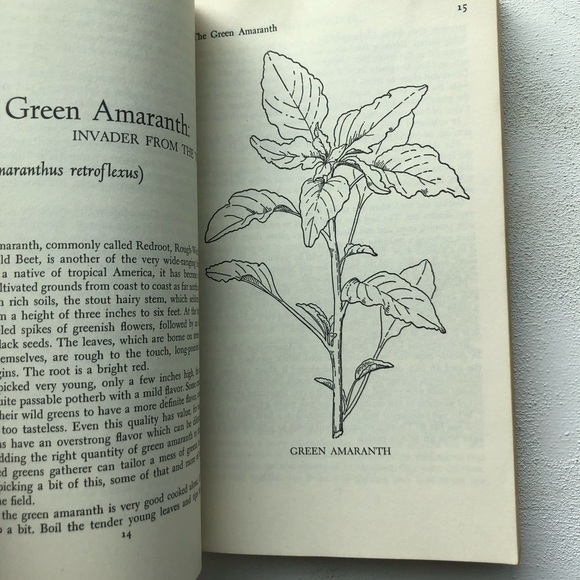 Stalking The Wild Asparagus: Field Guide Edition, by Euell Gibbons, 1970 reprint - Picture 6 of 17
